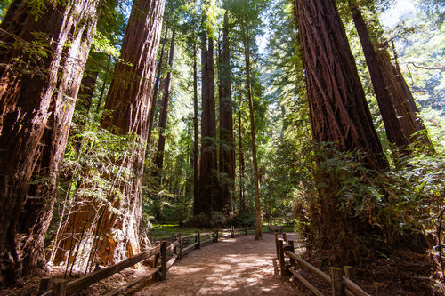 Redwood forest in Santa Cruz